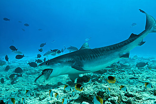 虎鲨,鼬鲨,吃,金枪鱼,环礁,印度洋,马尔代夫,亚洲