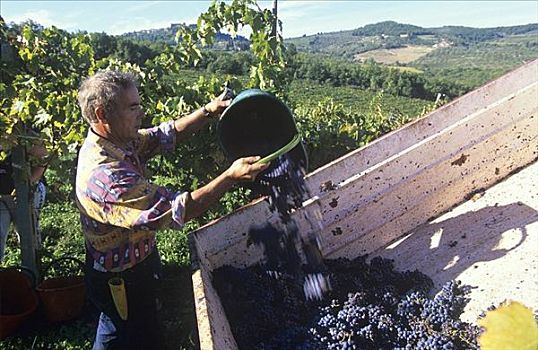 葡萄丰收,托斯卡纳,意大利
