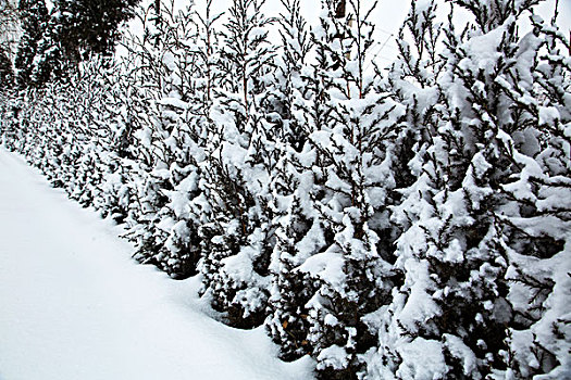 雪景