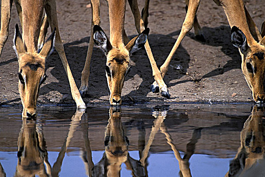 博茨瓦纳,乔贝国家公园,黑斑羚,牧群,喝,水池,萨维提,湿地