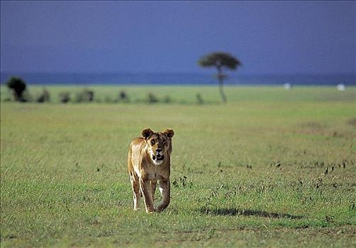 雌狮,母狮,狮子,猫科动物,哺乳动物,马赛马拉,肯尼亚,非洲,动物