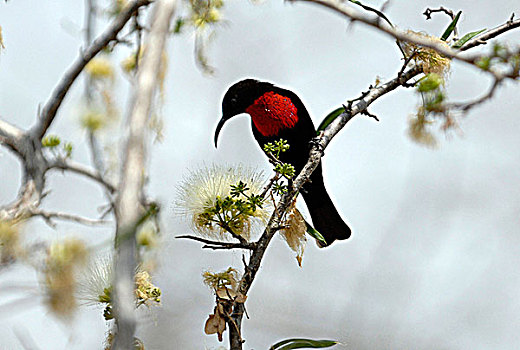 坦桑尼亚,禁猎区,鸟,枝条