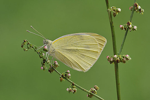 小,白色,蝴蝶,成年,休息,茎,莱斯特,英格兰,英国,欧洲