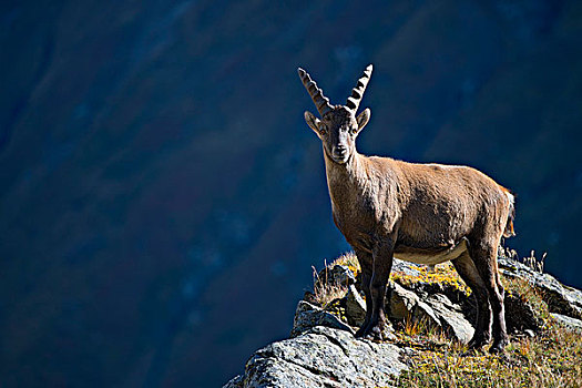 阿尔卑斯野山羊,雄性,站立,悬崖,边缘,高,陶安,国家公园,卡林西亚,奥地利,欧洲