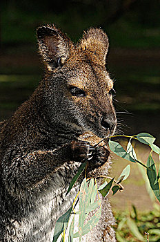 红颈袋鼠,大袋鼠属,维多利亚,澳大利亚