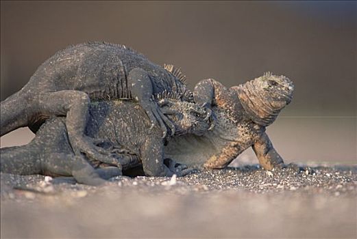 海鬣蜥,三个,雌性,争斗,留白,海滩,费尔南迪纳岛,加拉帕戈斯群岛,厄瓜多尔