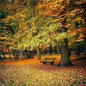 长椅,秋天,公园