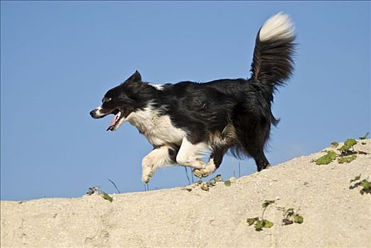 博德牧羊犬,跑,堆积,沙子