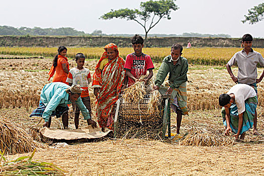 农民,脱粒,稻田,机器,旁边,地点,孟加拉,四月,2009年