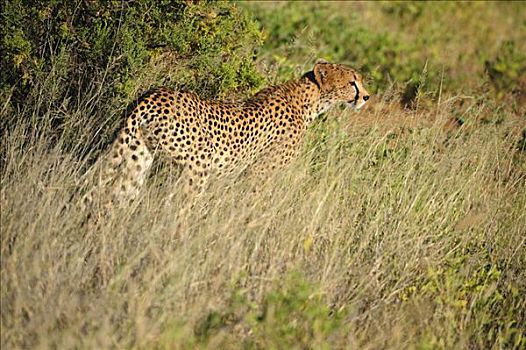 印度豹,猎豹,黎明,萨布鲁国家公园,肯尼亚,东非,非洲