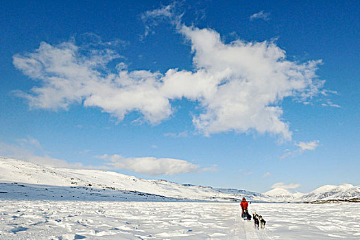 狗拉雪橇,雪,瑞典