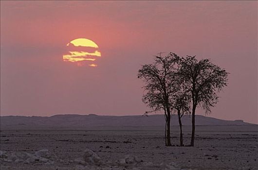 刺,金合欢,砾石,日出,纳米比诺克陆夫国家公园,纳米布沙漠,纳米比亚,非洲