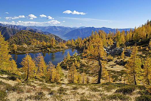 落叶松属植物,落叶松属,秋色,山谷,提契诺河,瑞士,欧洲