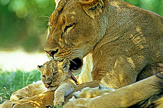 非洲狮,狮子,母兽,舔,幼仔