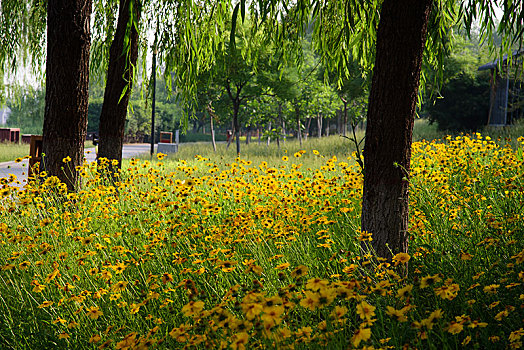 黄花树林