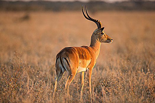 非洲,博茨瓦纳,乔贝国家公园,成年,雄性,黑斑羚,站立,朝日,萨维提,湿地,奥卡万戈三角洲