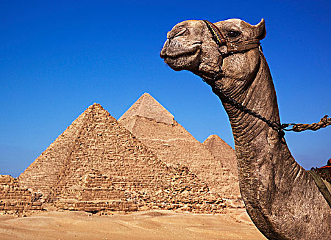 金字塔,吉萨金字塔,骆驼,埃及,非洲
