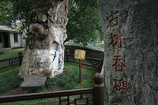 广西,桂林,灵渠景区内的古树吞碑景观