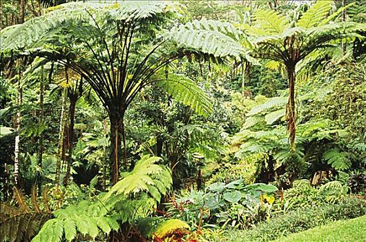 夏威夷,绿色,满,热带雨林,许多,植物