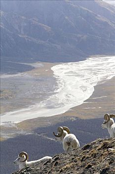 野大白羊,白大角羊,绵羊,山,河,后面,克卢恩国家公园,育空地区,加拿大