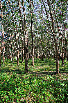 橡胶,种植园,橡胶树,树,兰卡威,马来西亚,亚洲
