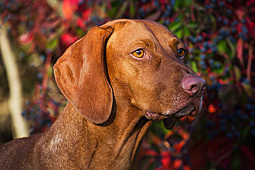 维希拉猎犬,秋天,色彩,叶子,康涅狄格,美国