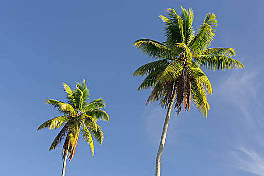 椰树,种植园,不动产,拉迪格岛,塞锡尔群岛