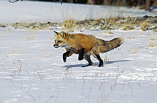 红狐,狐属,跑,雪中,加拿大