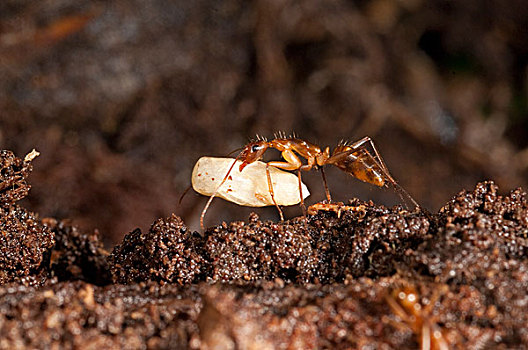 蚂蚁,蚁科,蛋,亚马逊河,厄瓜多尔