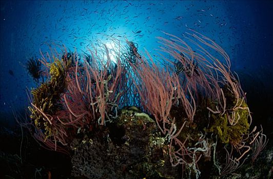 软珊瑚,生物群,毛头星,海百合,巴布亚新几内亚