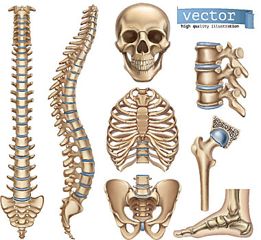 人体骨骼,建筑,头骨,脊椎,胸腔,骨盆,关节,身体部位,医疗,矢量,象征