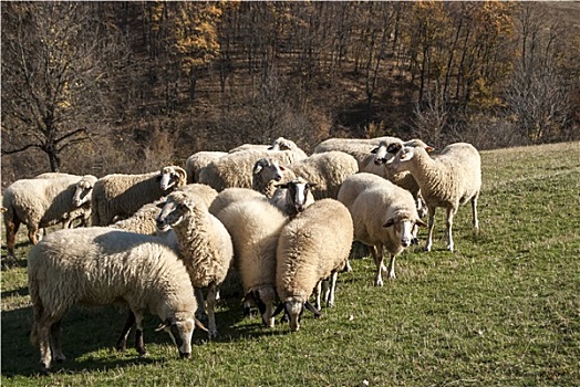 牧群,绵羊,山地牧场