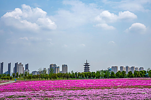 花海,芝樱花海