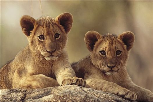 非洲狮,狮子,幼兽,休息,石头,万基国家公园,津巴布韦,非洲