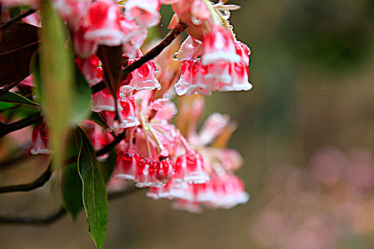 春花艳丽