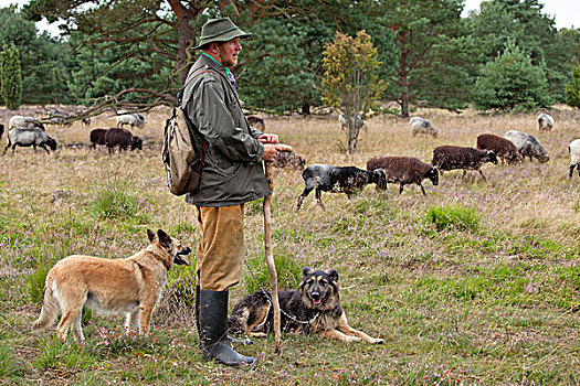 牧羊犬,成群,石南,靠近,下萨克森,德国