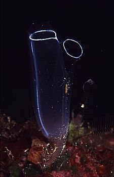 海鞘类,水下
