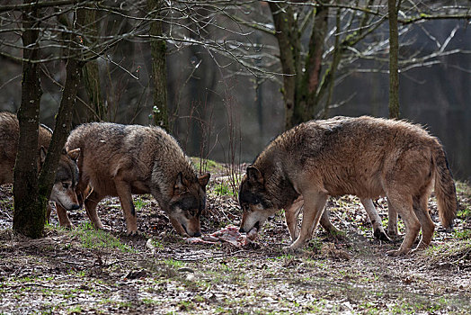 两个,狼,吃,俘获,莱茵兰普法尔茨州,德国,欧洲