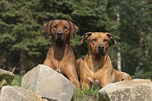 罗德西亚背脊犬,狗,卧,并排,岩石上