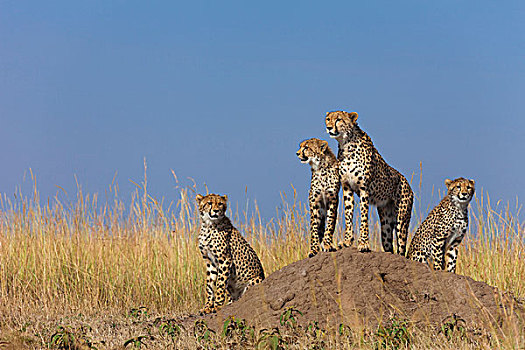 猎豹,猎豹猎豹,妈妈,三,半成长,小熊,寻找猎物,从,白蚁土墩,马赛玛拉国家保护区,肯尼亚,非洲
