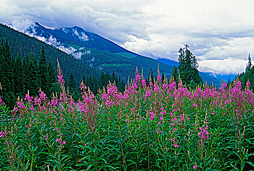 杂草,柳兰,靠近,罗布森山省立公园,不列颠哥伦比亚省,加拿大