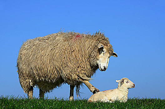 家羊,绵羊,羊羔,加利福尼亚,德国,欧洲