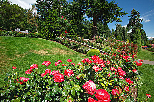 红玫瑰,花园,国际,玫瑰,测验,波特兰,俄勒冈,美国