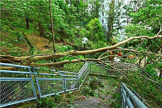 树,倒塌,台风