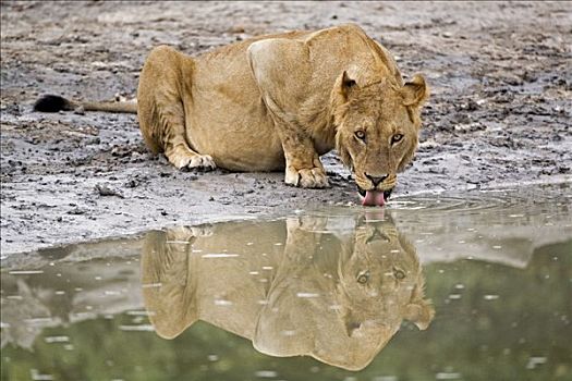 雌狮,狮子,喝,萨维提,乔贝国家公园,博茨瓦纳,非洲