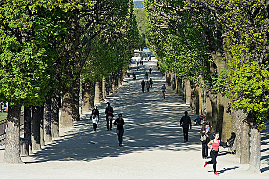 法国,巴黎,地区,慢跑,小路,悬铃木