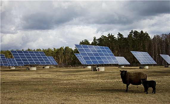 太阳能电池板,绵羊