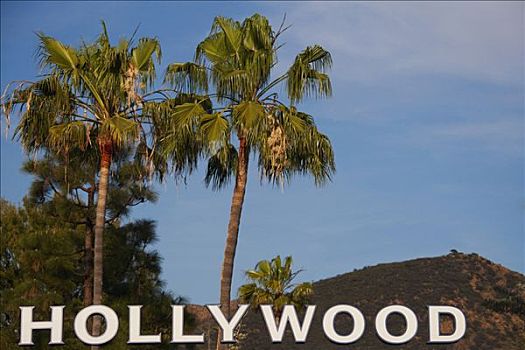 好莱坞,文字,棕榈树,背景,洛杉矶,加利福尼亚,美国