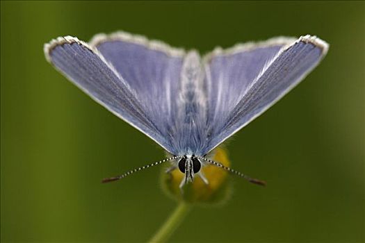 普通,蓝色,蓝灰蝶,蝴蝶,德国