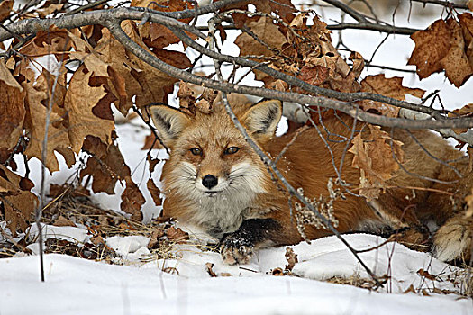 卧,红狐,狐属